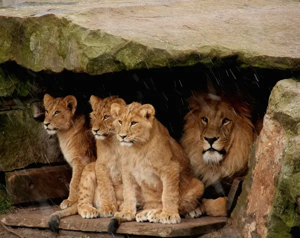 King of the pride - lion painting